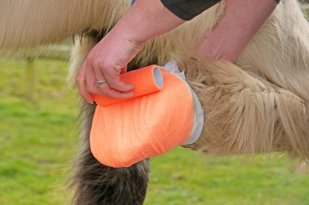 horse hoof 