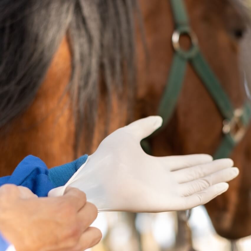 veterinary clinic in columbia city in surgery