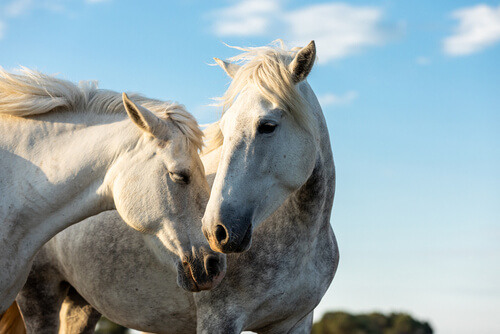 Equine Wounds