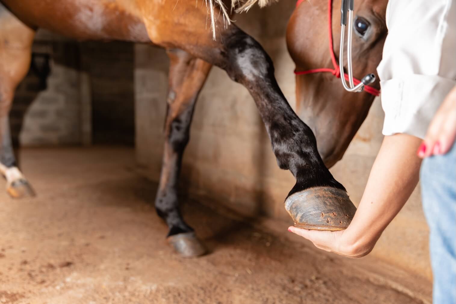 Hoof Puncture