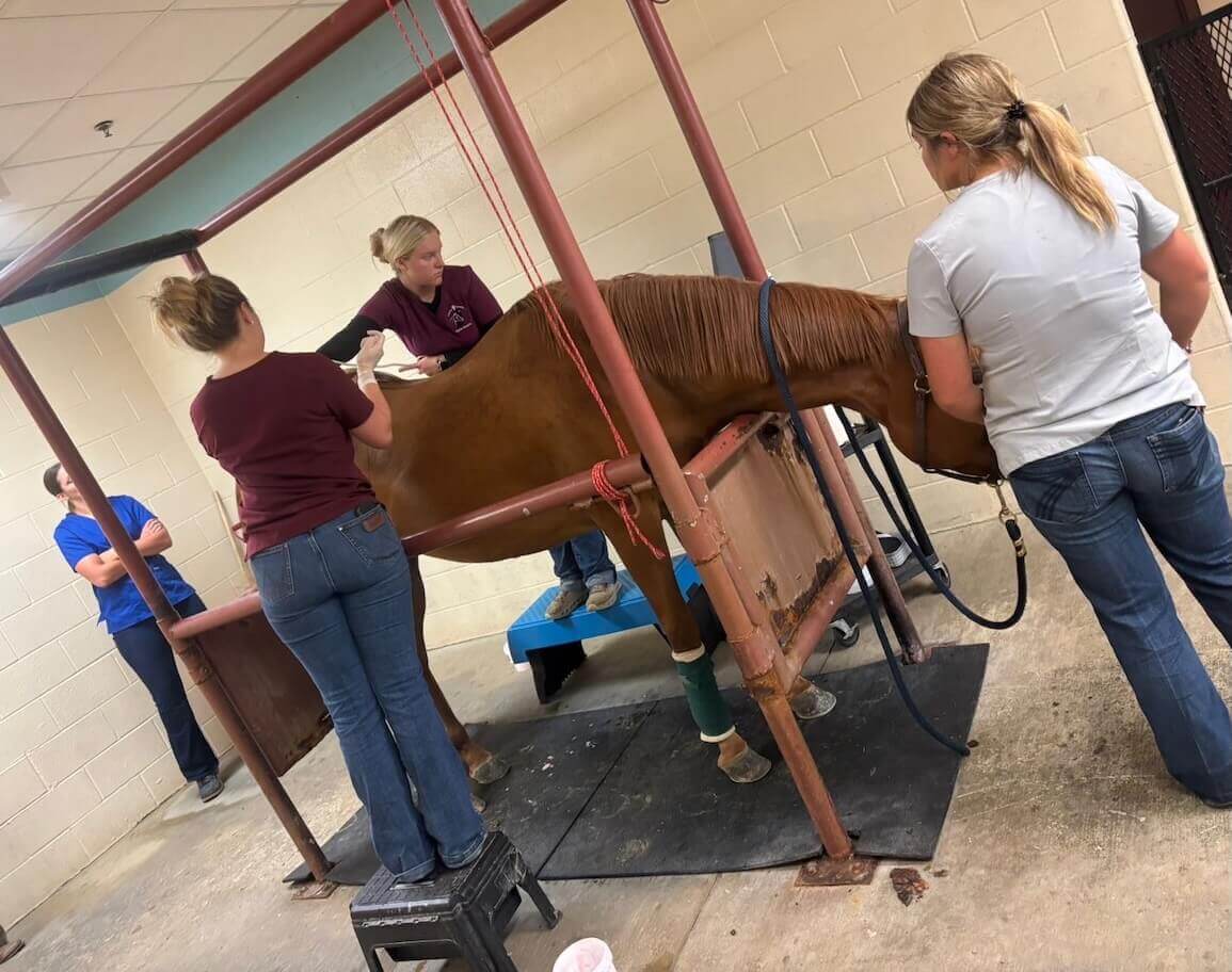 Columbia City Equine Veterinarian