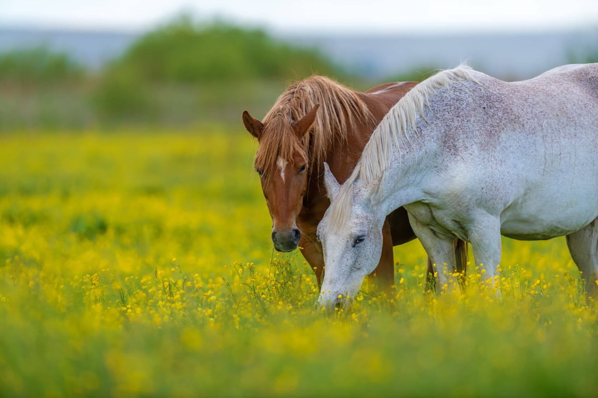 Animal Hospital In Columbia Coty