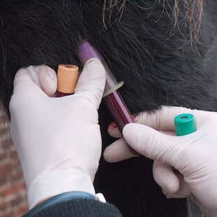 Internal Equine Medicine in Columbia City
