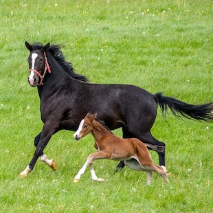 Equine Reproductive Services in Columbia City