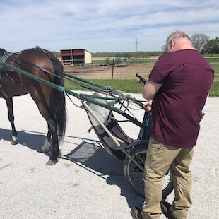 Sports Medicine Equine Services in Columbia City