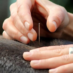 Equine Acupuncture in Columbia City