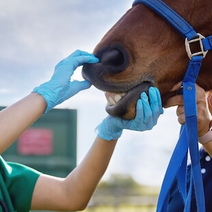 Equine Dentistry in Columbia City