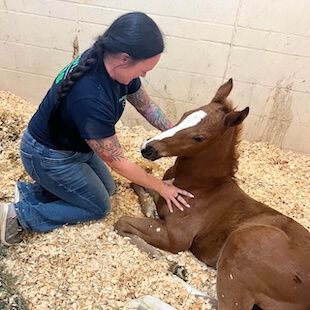 Neonatal Equine Care in Columbia City