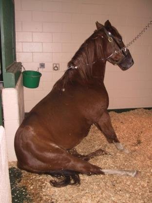 Equine Herpesvirus