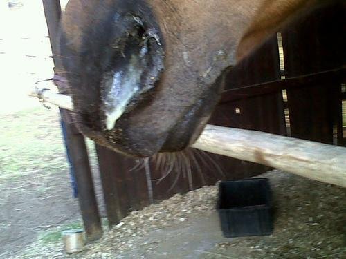 Equine Herpes Virus 2