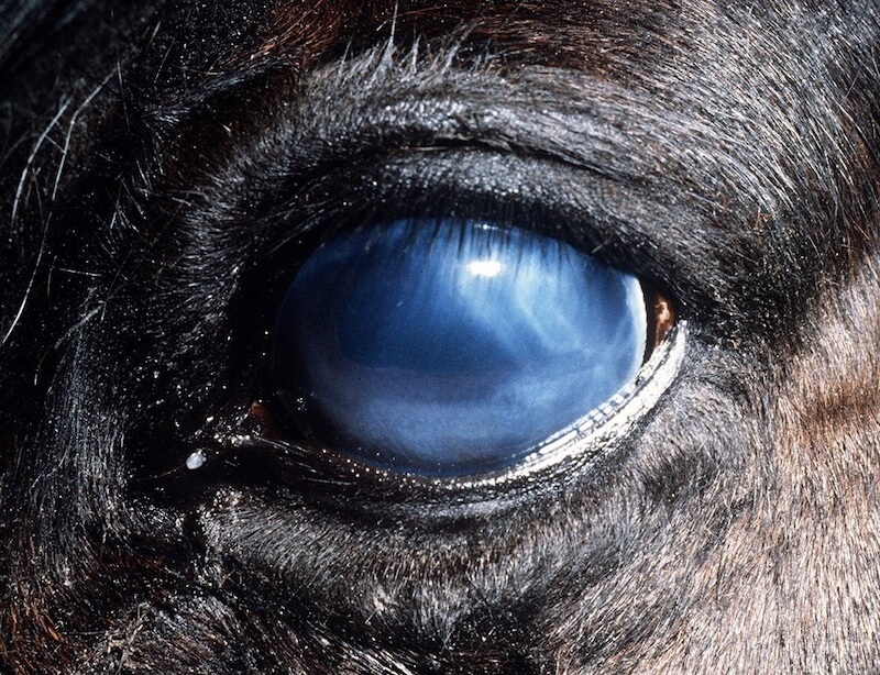 Equine Recurrent Uveitis