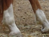 DSDL Figure 1