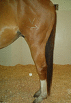 DSDL Figure 2