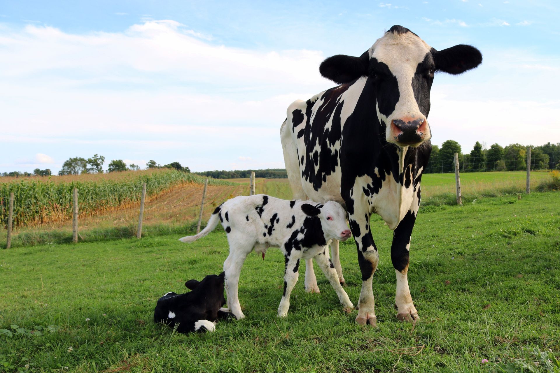Cow and her calf