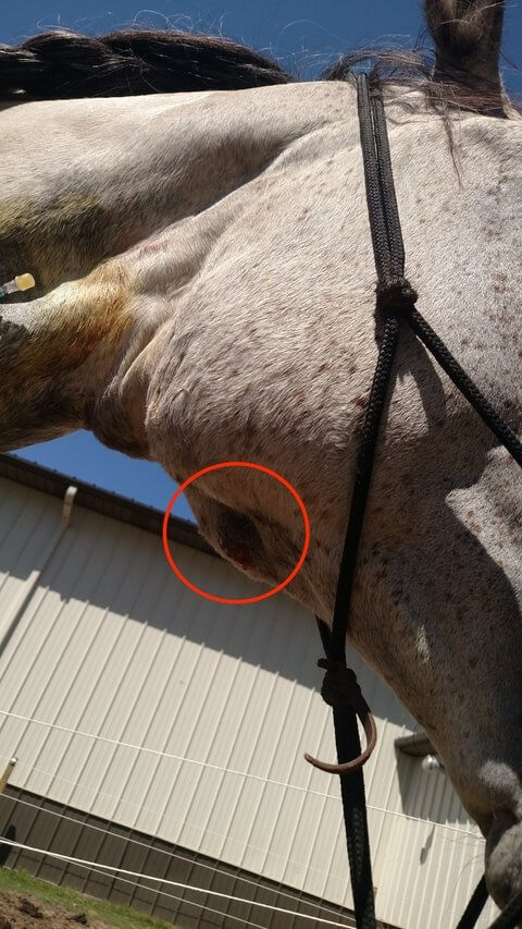 strangles abscess