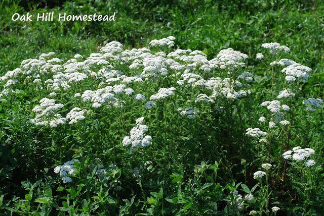 yarrow toxicity 
