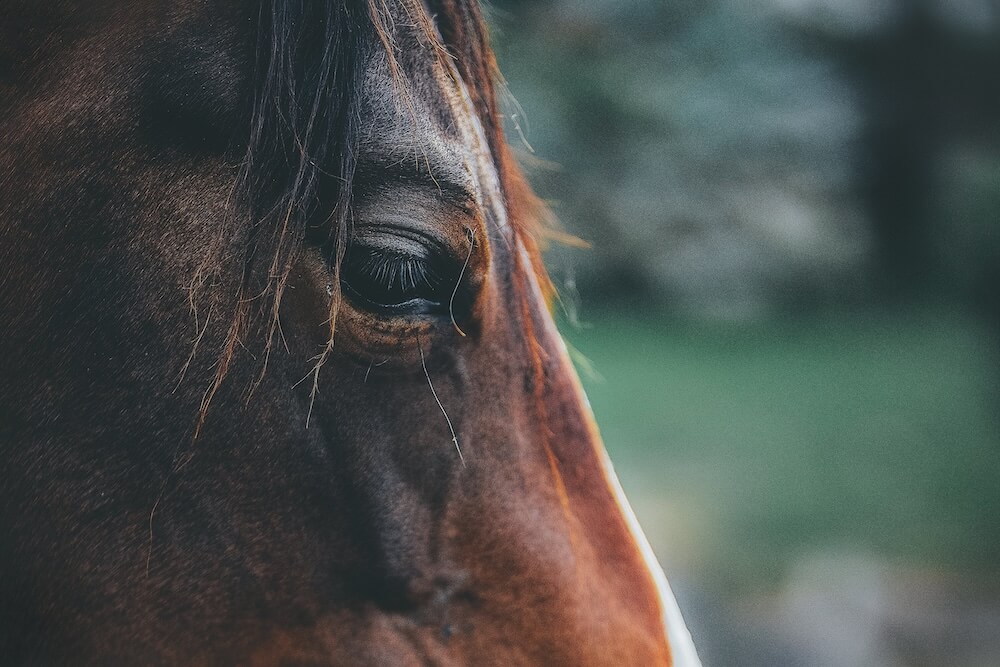 About Conley and Koonzt Equine