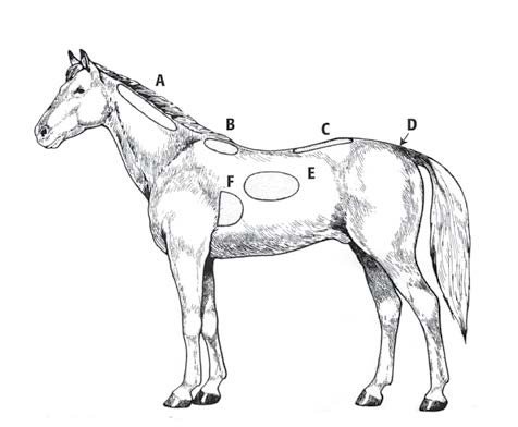 horse