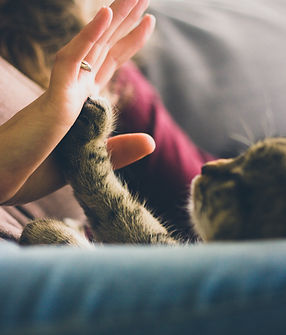 in home euthanasia