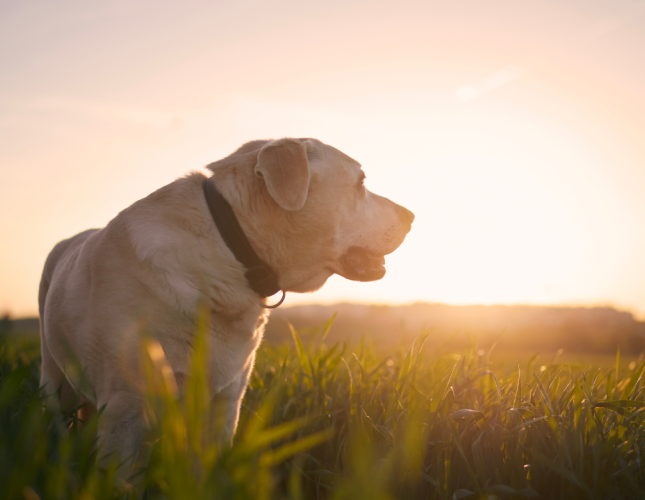 Rainbow Bridge Old Dog - Pet Euthanasia at Home